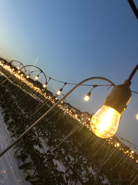BNR NIGHT FARM - Bamboo Crafting
