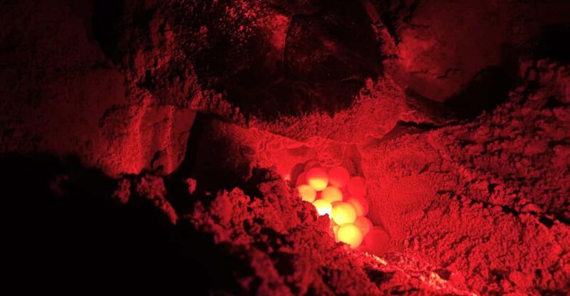 Boa Vista: Guided Turtle Experience With a Certified Guide - Key Points