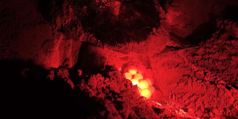 Boa Vista: Guided Turtle Experience With a Certified Guide - Wildlife Viewing