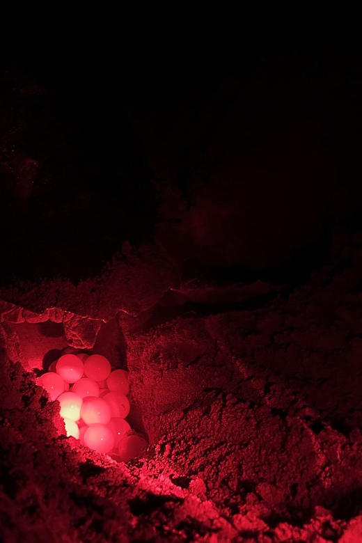 Boa Vista: Guided Turtle Experience With a Certified Guide - Conservation Focus