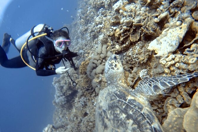Boat Dive 2 Guided Dives With Lunch Included Wreck Dive&Reef Dive - Pickup Locations and Start Time