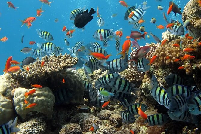 Boat Dive and Snorkeling Experience in Aqaba - Embark on an Adventure