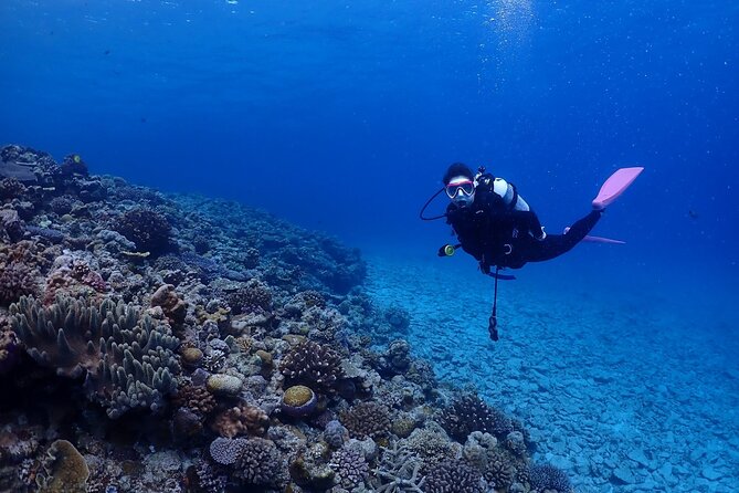Boat Dive Package - 2 Dives at Minna Island or Sesoko, Okinawa - Key Points