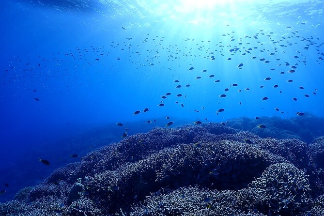 Boat Dive Package - 2 Dives at Minna Island or Sesoko, Okinawa - Restrictions
