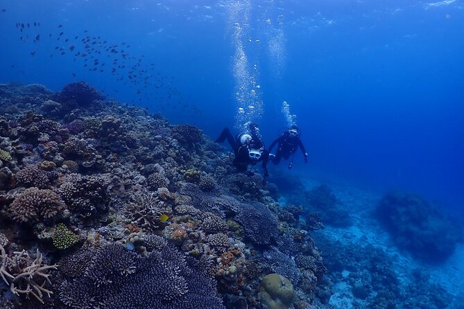 Boat Dive Package - 2 Dives at Minna Island or Sesoko, Okinawa - Activity Highlights