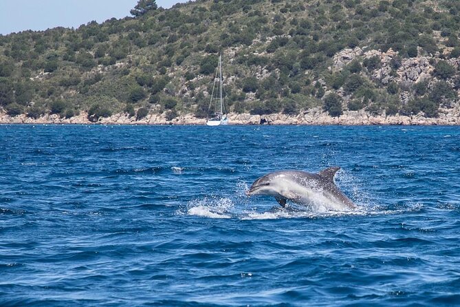 Boat Dolphins Safari and Snorkeling - Onboard Amenities and Provisions