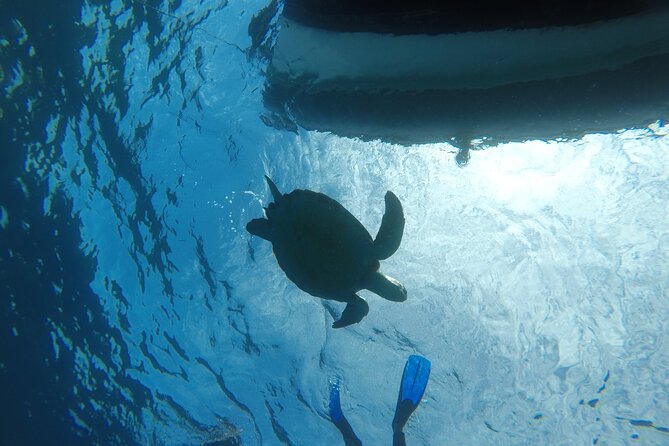Boat Excursion to Visit Underwater Lava Tongues - Included in the Excursion