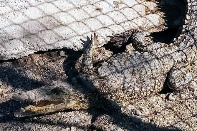Boat Ride-Gentle Beach Beach Horseback Ride+Lunch-Crocs-Turtles - Mexican Cooking Class