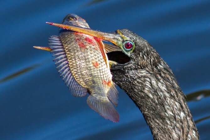Boat Ride in 10,000 Islands + Biologist Led Walk in the Everglades Small Group - Booking and Cancellation Policy