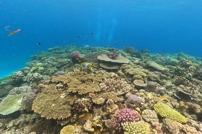 Boat Snorkeling Trip 1 Round at Minna Island or Sesoko, Okinawa - Key Points