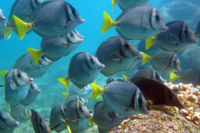 Boat Tour and Snorkel at Pelican Rock - Special Offers and Promotions