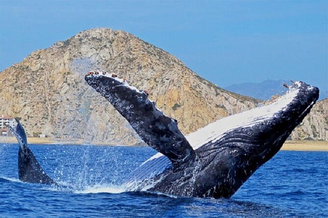 Boat Tour and Snorkel at Pelican Rock - Frequently Asked Questions