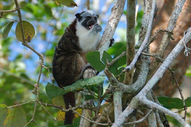 Boat Tour and Wildlife in the Panama Canal - Wildlife and Educational Insights