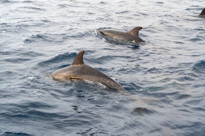 Boat Tour: Cave Tour on The North Coast - Professionalism of Boat Operators