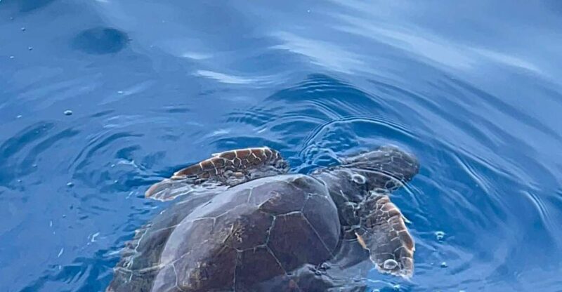 Boat Tour Exploring and Searching for Dolphins in Acitrezza - Experience and Itinerary