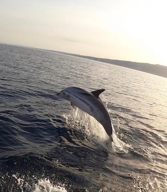 Boat Tour Exploring and Searching for Dolphins in Acitrezza - Inclusions and Accessibility