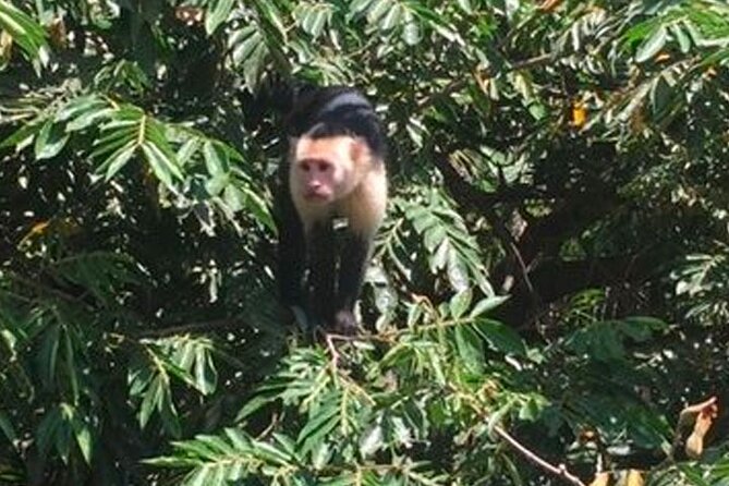 Boat Tour in Palo Verde River | Near Nicoya - Inclusions and Pricing