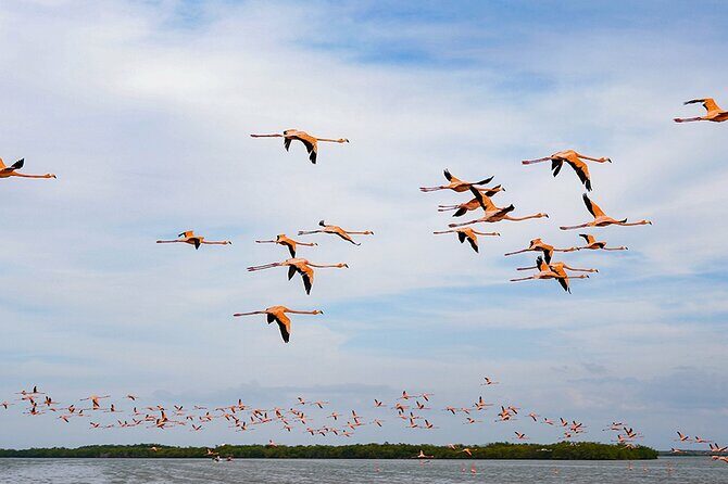 Boat tour in Río Lagartos Natural Reserve, with Food - Journey into Río Lagartoss Natural Beauty