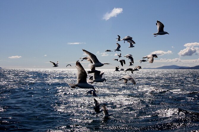 Boat Tour of Dingle Peninsula - Meeting and Pickup Details