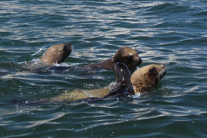 Boat Tour of the Ballestas Islands in Paracas - Scenic Highlights