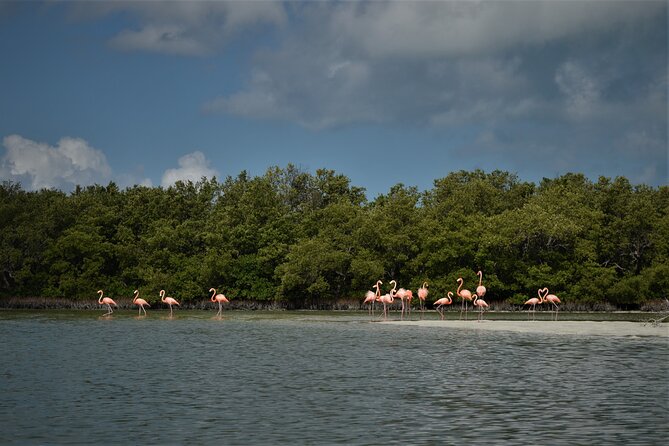 Boat Tour of Three Islands in Holbox With Transportation - Pricing and Alternatives