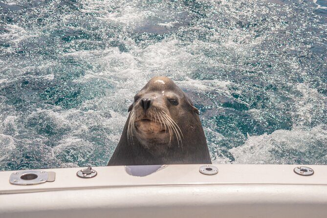 Boat Tour Snorkeling Tour with Guide, Drinks and Fruit - Authentic Experiences and Traveler Feedback