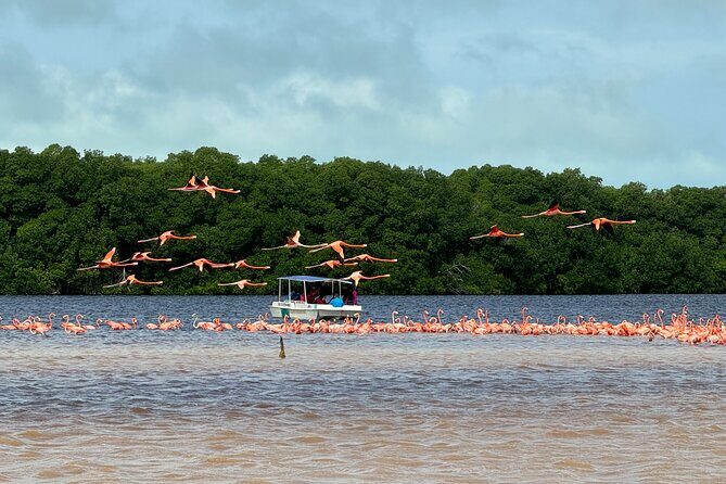 Boat tour through the mangroves of Celestún and Playa from Merida - Why This Tour Is Worth It