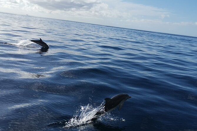 Boat Trip Along the Northwest Coast of La Palma - Customer Experience