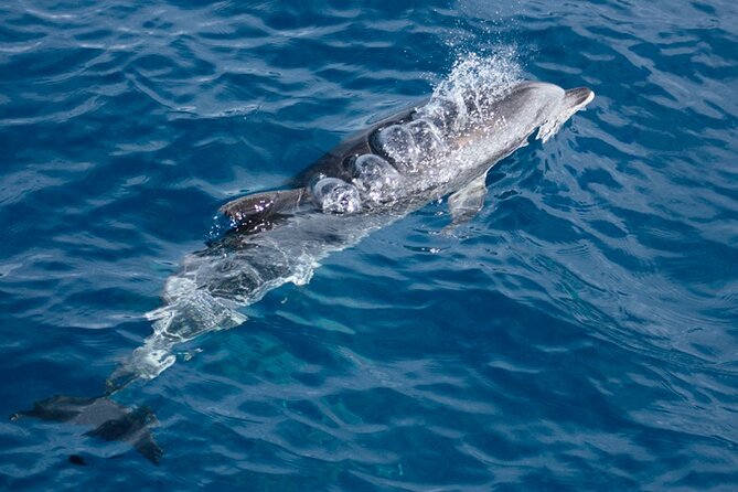 Boat Trip Along the Northwest Coast of La Palma - Booking and Policies