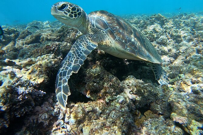 Boat Trip and Snorkeling at Daymaniyat Island - Tour Schedule
