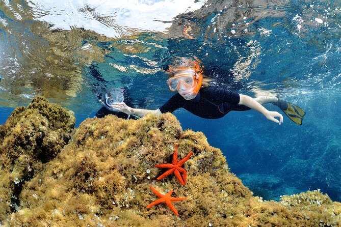 Boat Trip and Snorkeling in the Gulf of Calvi - Quick Points