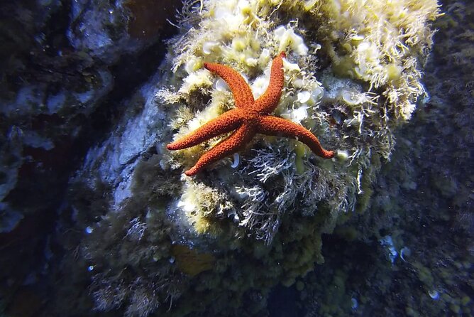 Boat Trip and Snorkeling in the Gulf of Calvi - Meeting and Pickup Details