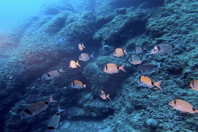 Boat Trip and Snorkeling in Villefranche-Sur-Mer - Inclusions and Equipment