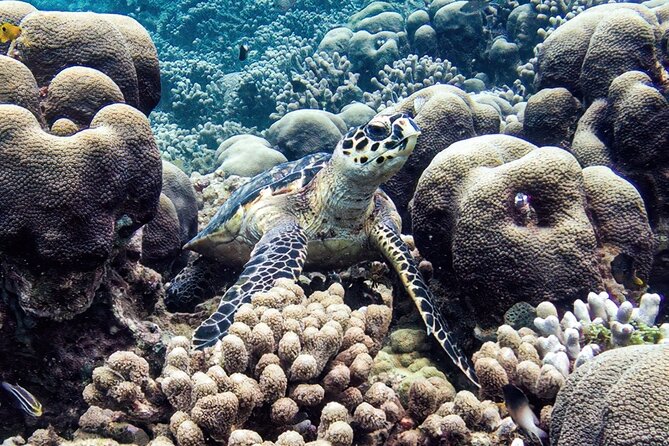 Boat Trip for Snorkeling Discovery of Corals - Booking and Cancellation Information