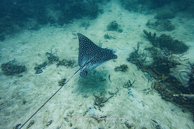 Boat Trip for Snorkeling Discovery of Corals - Duration and Start Time