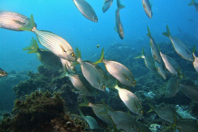 Boat Trip to Cabras Islet - Visitor Reviews and Ratings