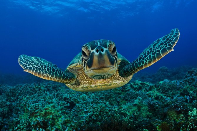 Boat Trip to Dalyan- Caunos, Turtle Beach Includes Mud Bath From Marmaris - Tour Details and Policies