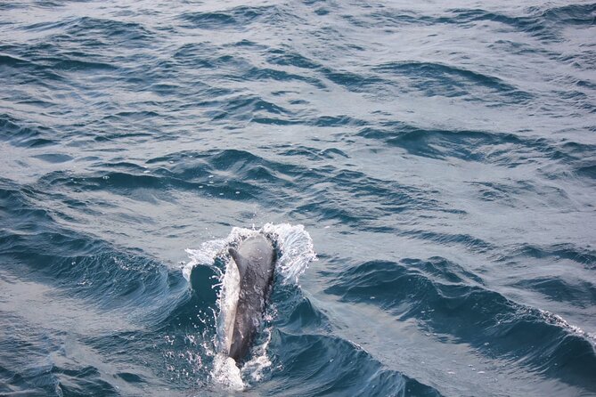 Boat Trip to See Marine Life in Puerto Escondido - Transportation and Meeting Details