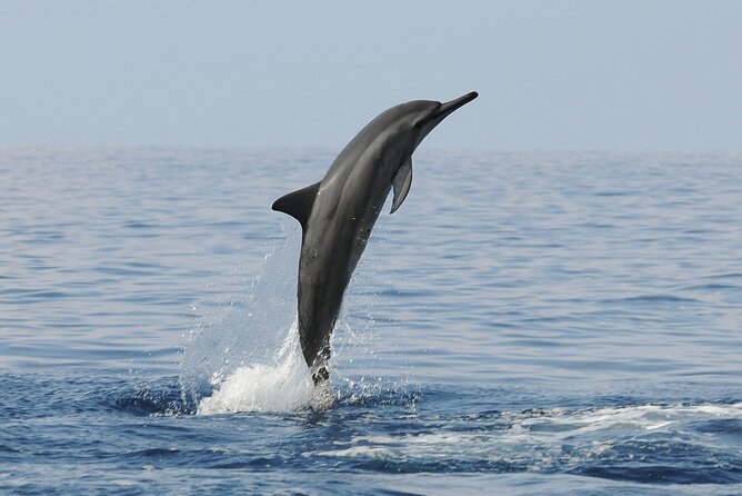 Boat Trip to See Marine Life in Puerto Escondido - Safety and Accessibility