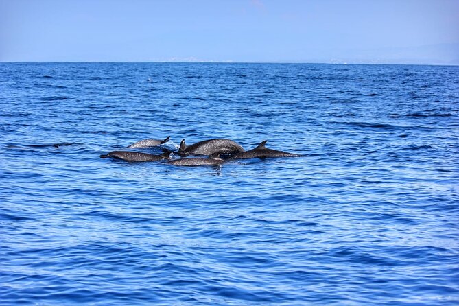Boat Trip to See Marine Life in Puerto Escondido - Wildlife Sightings