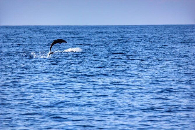 Boat Trip to See Marine Life in Puerto Escondido - Multilingual Guide Insights