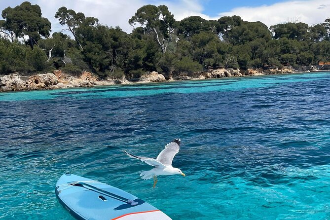 Boat Trip to the Lérins and Cannes Islands - Participant Information
