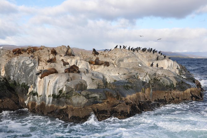 Boat Trip to the Penguin Colony on Martillo Island - Traveler Reviews and Experiences