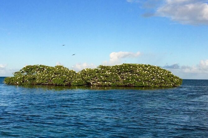 Boat Trip Visit Mangroves, Islets and Lagoon - Guided Experiences