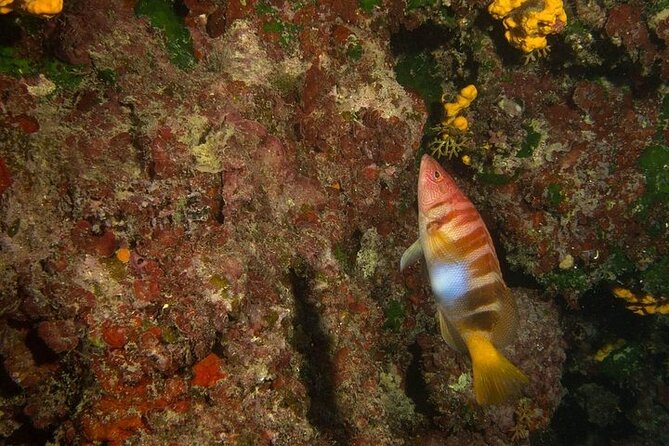 Boat Trip With Scuba and Snorkeling in Chania - Accessibility and Health Considerations