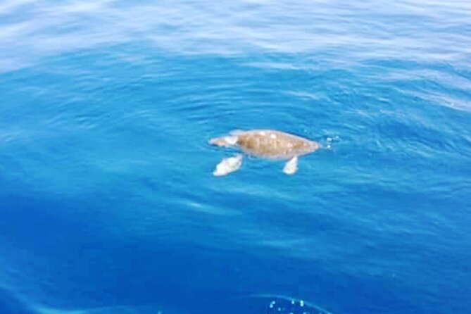 Boat Trips With Zorro - Confirmation and Accessibility Details