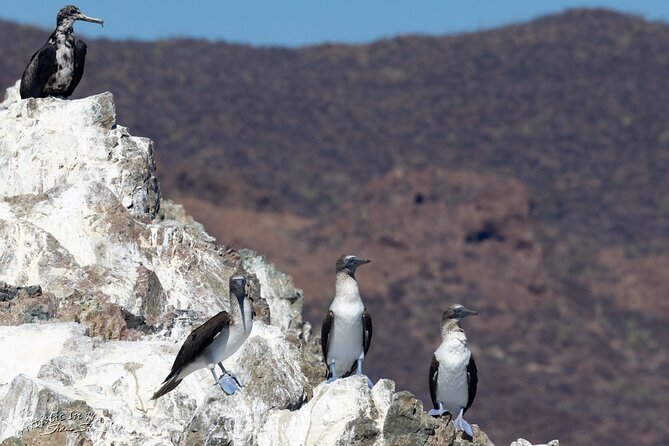 Boating Along the Coastline of San Carlos With a Marine Biologist - Activity Duration and Pricing