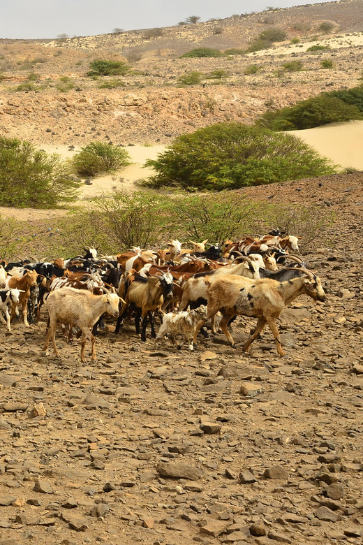 Boavista: Traditional & Local Experience Tour - Transportation and Accessibility