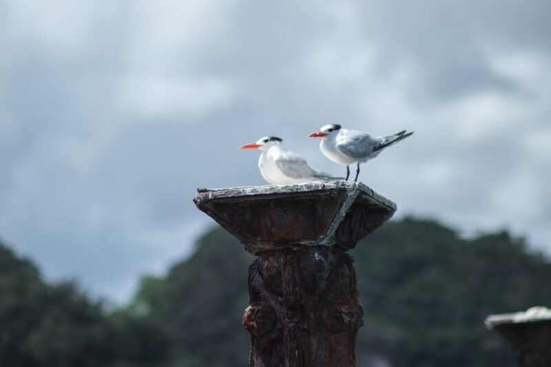 Boca Chica: Los Haitises Guided Hike and Kayaking - Languages and Cancellation
