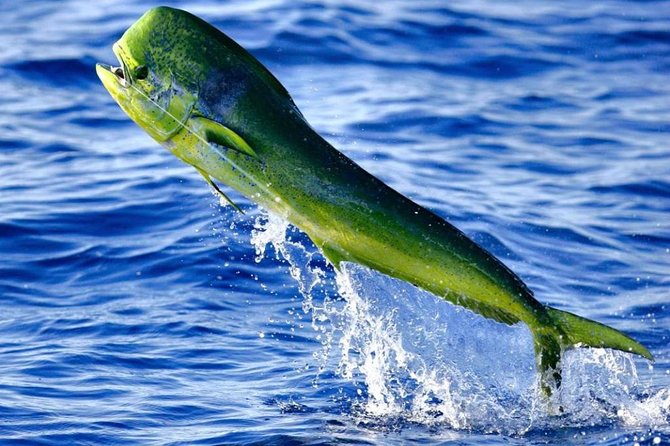 Boca Raton Deep Sea Fishing Trips - Potential Catches